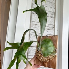 コウモリラン ビカクシダ ニッキー 子株 観葉植物の画像