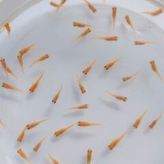 ◆楊貴妃メダカの幼魚10匹＋αお譲りします◆おまけお付けします◆No.164の画像