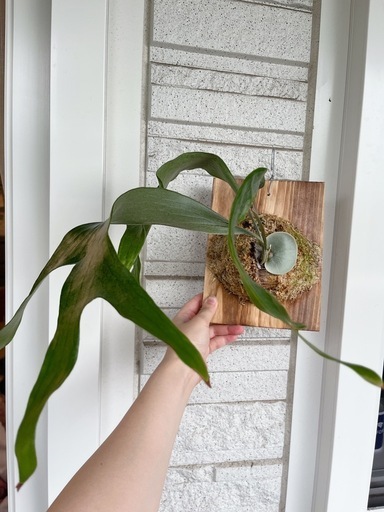 期間限定値下げ コウモリラン ビカクシダ ニッキー 子株 観葉植物