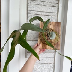コウモリラン ビカクシダ ニッキー 子株 観葉植物の画像