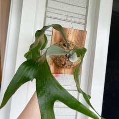 コウモリラン ビカクシダ ニッキー 子株 観葉植物の画像