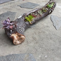 多肉植物のよせ寄せ植えの画像