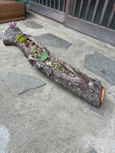 多肉植物のよせ寄せ植え