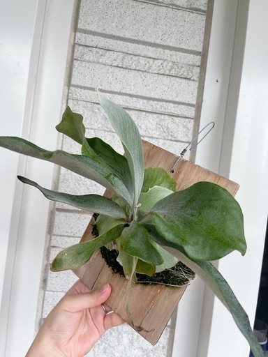 白ビフビカクシダ P.bifurucatum sp white E-1 観葉植物