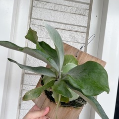 白ビフビカクシダ P.bifurucatum sp white E-1 観葉植物の画像