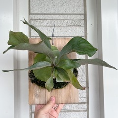 白ビフビカクシダ P.bifurucatum sp white E-1 観葉植物の画像