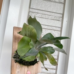 白ビフビカクシダ P.bifurucatum sp white E-1 観葉植物の画像