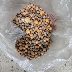 ジャンボニンニクの種【訳あり】おまけ有りの画像