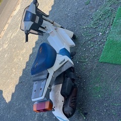 スズキモレの画像