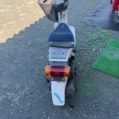 スズキモレの画像