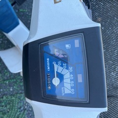 スズキモレの画像