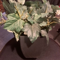 フェイク観葉植物の画像