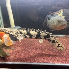 ポリプテルス　エンドリケリーの画像