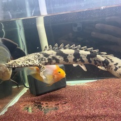 ポリプテルス　エンドリケリーの画像