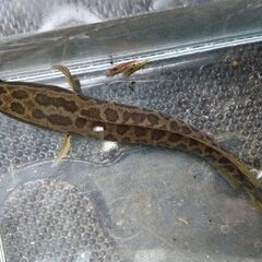 観賞魚１匹の画像