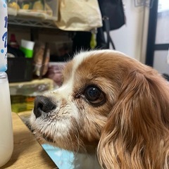 キャバリア 11歳