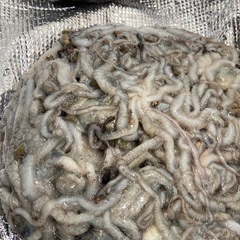 シガヤータコ【釣り餌】の画像