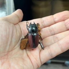 ドンキエルコクワ（赤ドンキ）ペアの画像