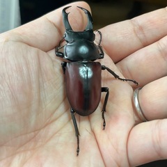 ドンキエルコクワ（赤ドンキ）ペアの画像