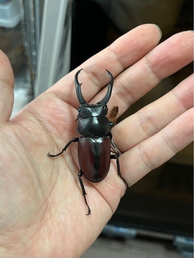 ドンキエルコクワ（赤ドンキ）ペア