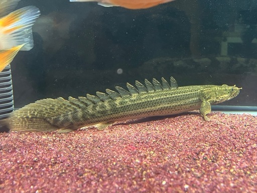 【ワイルド】ポリプテルス　ラプラディ