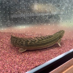 【ワイルド】ポリプテルス　ラプラディの画像