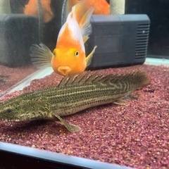 【ワイルド】ポリプテルス　ラプラディの画像