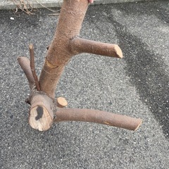 昆虫、鳥などの止まり木の画像