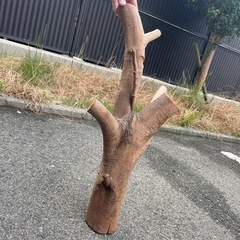 昆虫、鳥などの止まり木の画像