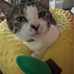 ラッキーちゃん