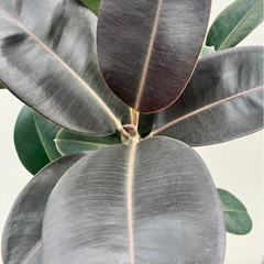 観葉植物　フィカス　バーガンディの画像