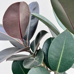 観葉植物　フィカス　バーガンディの画像