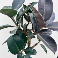 観葉植物　フィカス　バーガンディの画像
