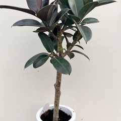 観葉植物　フィカス　バーガンディの画像