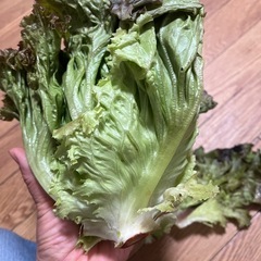 サニーレタスの画像