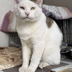 ボロボロだった猫ちゃんを助けて下さい。