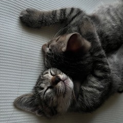 子猫4匹