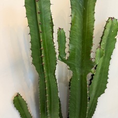 観葉植物　サボテン　の画像