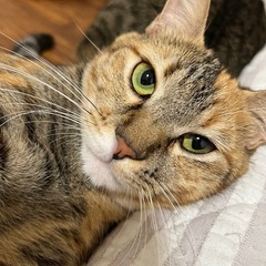 茶色猫