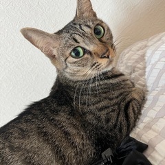 子猫。母親