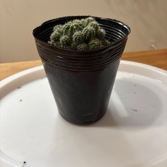 サボテン1の画像