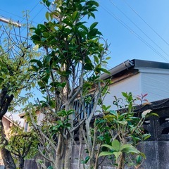 キンモクセイです。無料にて譲ります。の画像