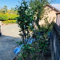 キンモクセイです。無料にて譲ります。の画像