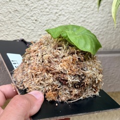 ビカクシダ　リドレイの画像