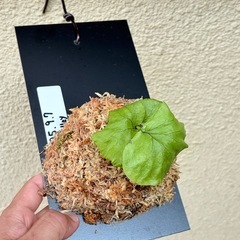 ビカクシダ　リドレイの画像