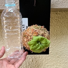 ビカクシダ　リドレイの画像