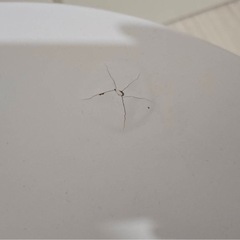 【ローテーブル】ホワイトの画像