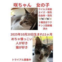 トライアル決定　　子猫
