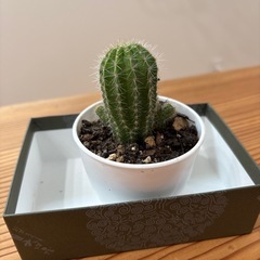 サボテン3の画像