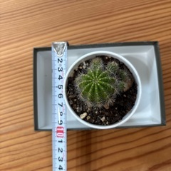 サボテン3の画像